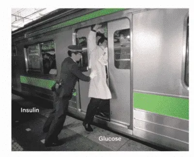 Illustration de la résistance à l'insuline - sante dacier