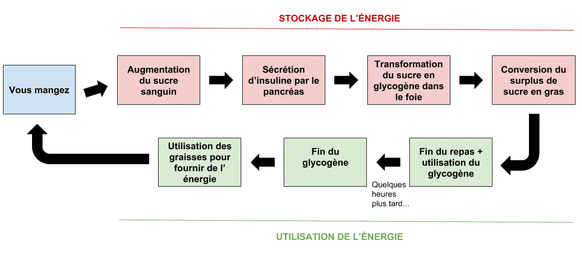 Fonctionnement de l'insuline sur la prise de poids - Santé d'Acier