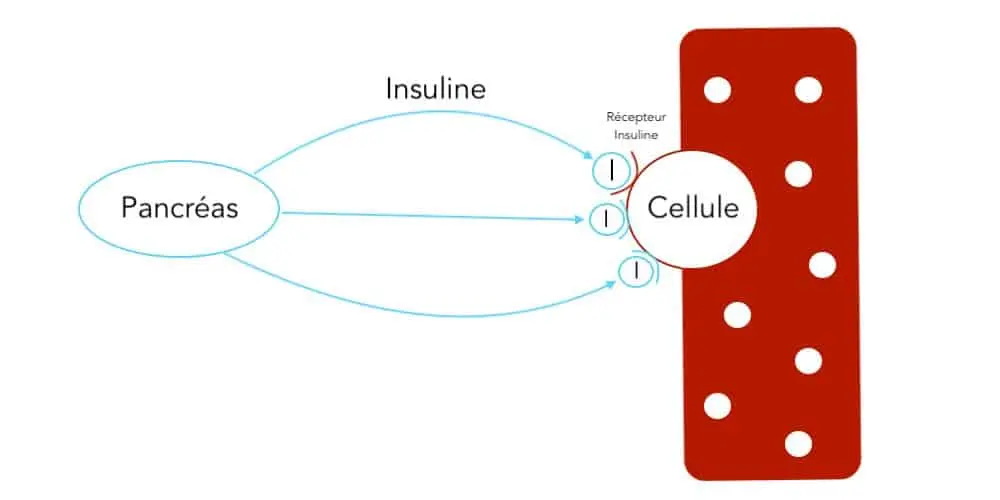 Résistance à l'insuline - Santé d'Acier