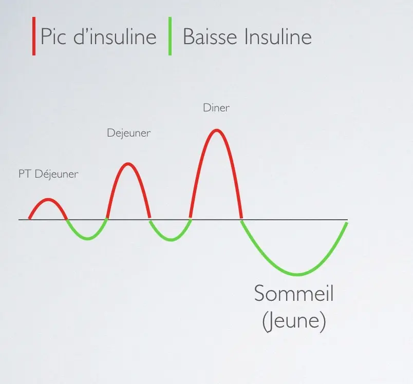 Sécrétion d'insuline à 3 repas par jour - Santé d'Acier