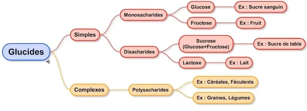 Tous les types de sucre - Santé d'Acier