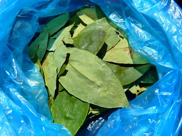 Feuille de coca - Sante dacier